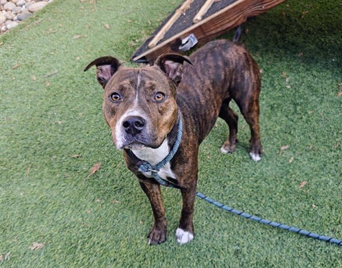 MAIZIE - Pit Bull Terrier available for adoption