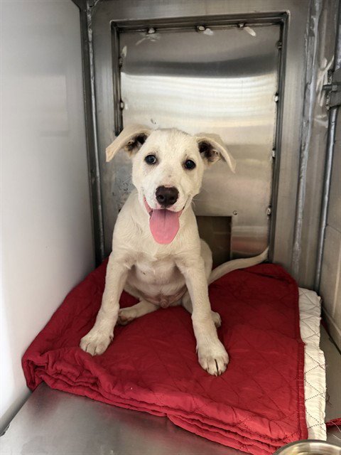 CHANCE - Anatolian Shepherd available for adoption