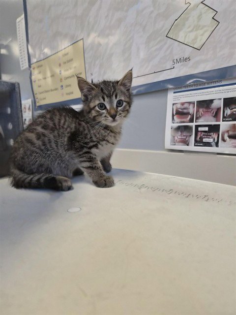 BUNNY - Domestic Short Hair available for adoption