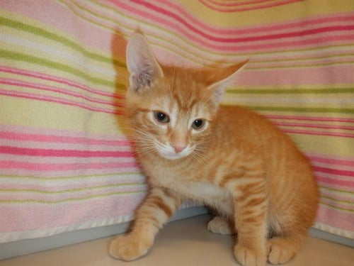 TROUT - Domestic Short Hair available for adoption