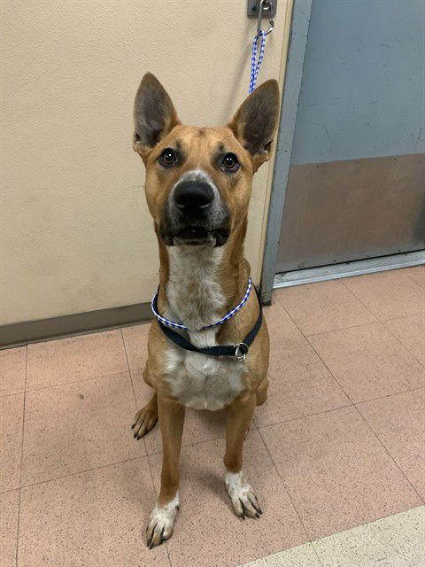 DOG - Pharaoh Hound available for adoption