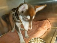 TAQUITO - Photo 1