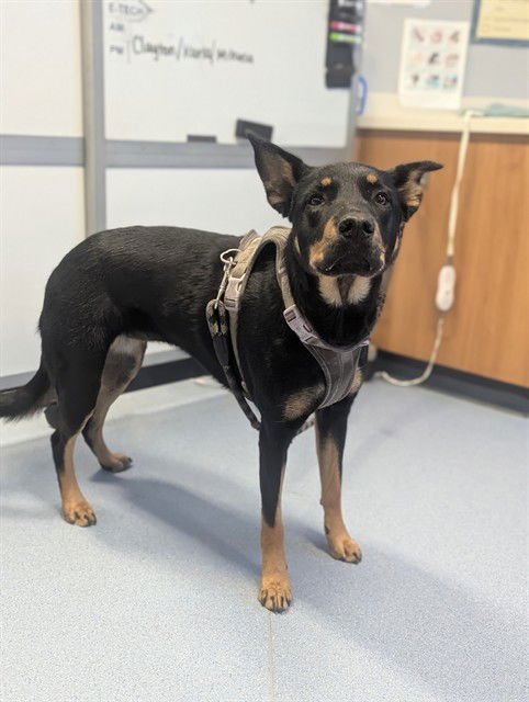 MOCHA - Rottweiler available for adoption