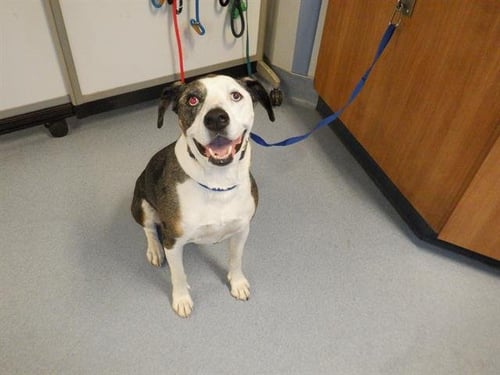 BLU - Catahoula Leopard Dog available for adoption