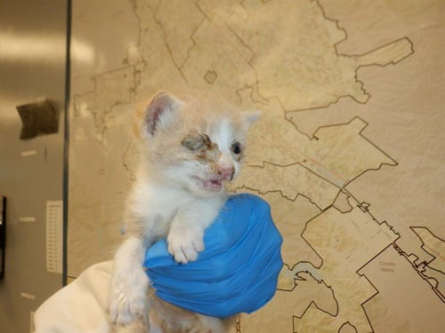 ANDY - Domestic Short Hair available for adoption