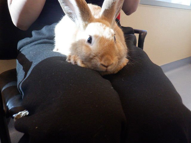 SHORTCAKE - Shorthaired Rabbit available for adoption