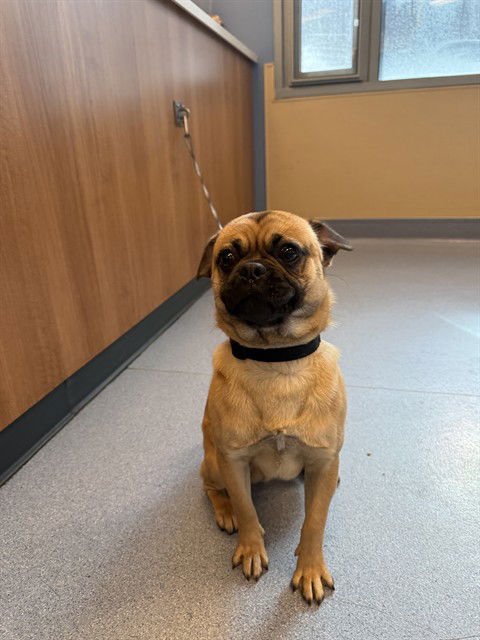 A1402258 - Pug available for adoption