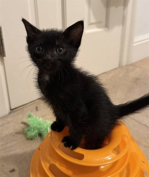 DOMINO - Domestic Long Hair available for adoption