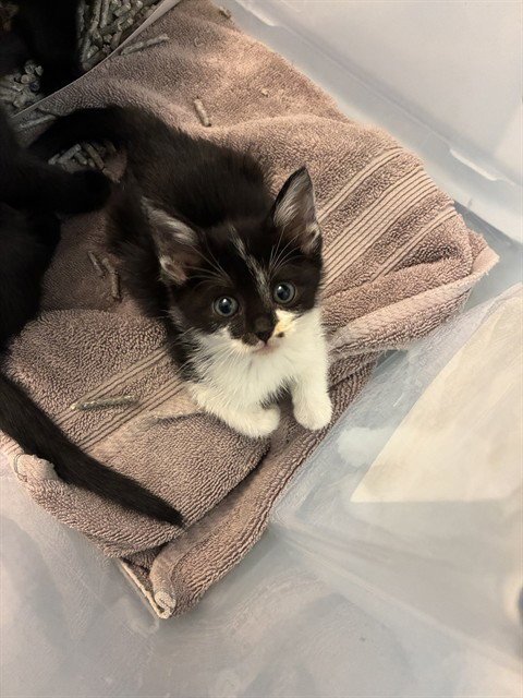 SPIDER GWEN - Domestic Short Hair available for adoption