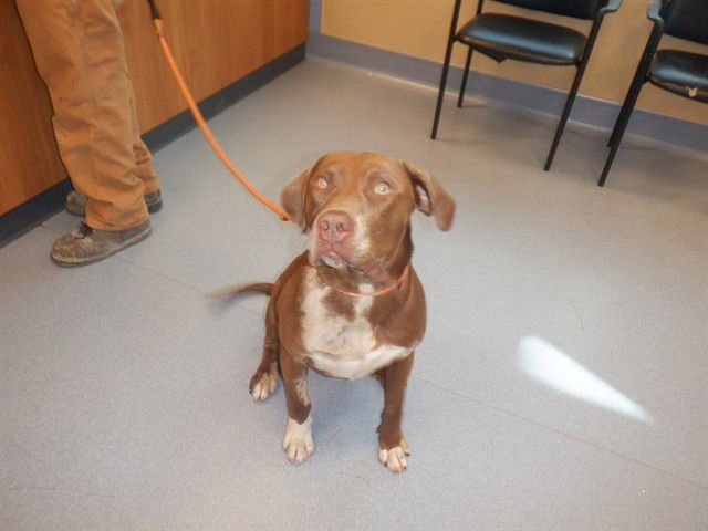 JUDGE - Pointer available for adoption