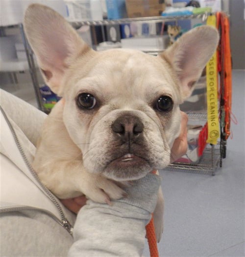 VISA - French Bulldog available for adoption