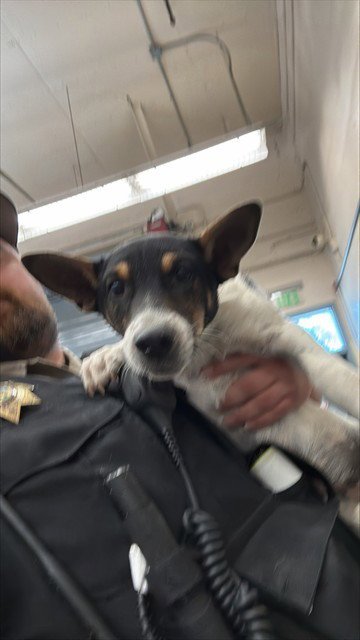 SUKI - Australian Cattle Dog/Blue Heeler / Rat Terrier available for adoption