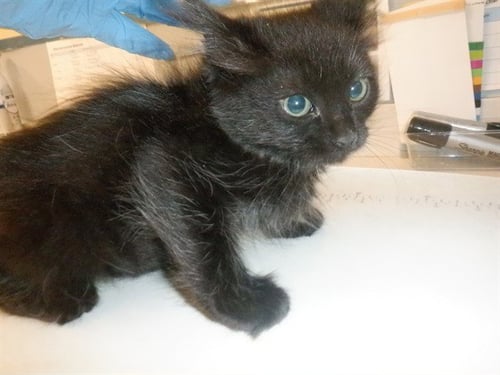 BLACK OUT - Domestic Medium Hair available for adoption