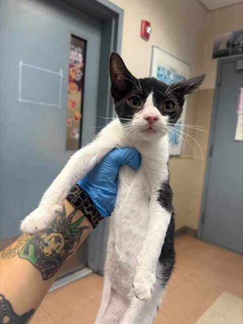 ALADDIN - Domestic Short Hair available for adoption