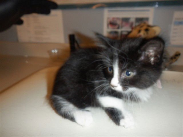 CANDY - Domestic Medium Hair available for adoption