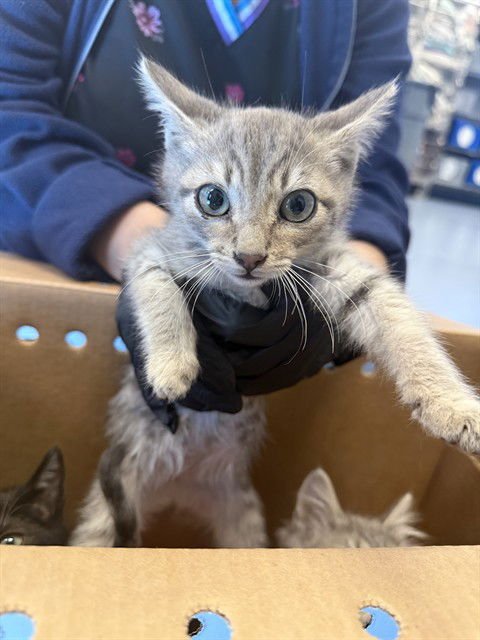 A1401671 - Domestic Short Hair available for adoption