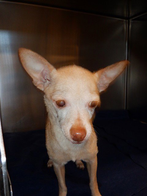 BETTY - Chihuahua available for adoption