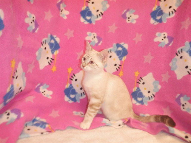 CATZILLA Image
