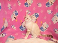 CATZILLA - Photo 1