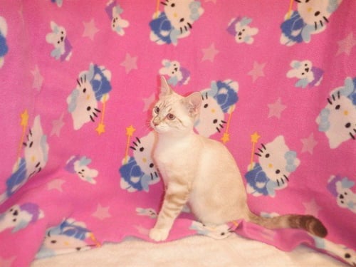 CATZILLA - Domestic Short Hair available for adoption