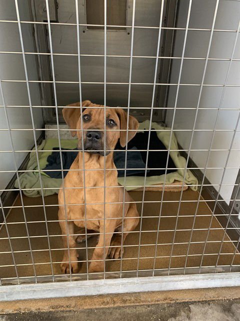 LAVERNE - Pit Bull Terrier available for adoption