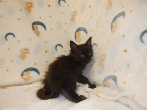 NOX - Domestic Short Hair available for adoption