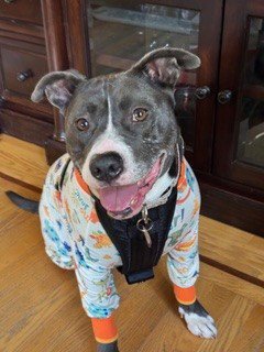 BABEZ - Pit Bull Terrier available for adoption