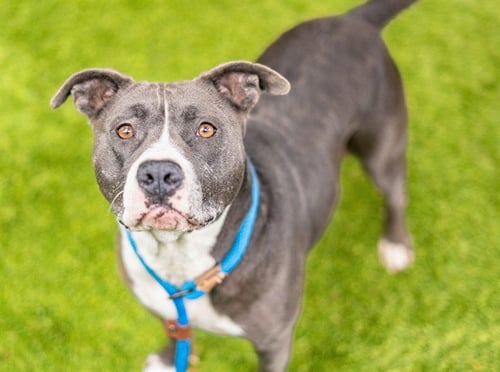 BABEZ - Pit Bull Terrier available for adoption