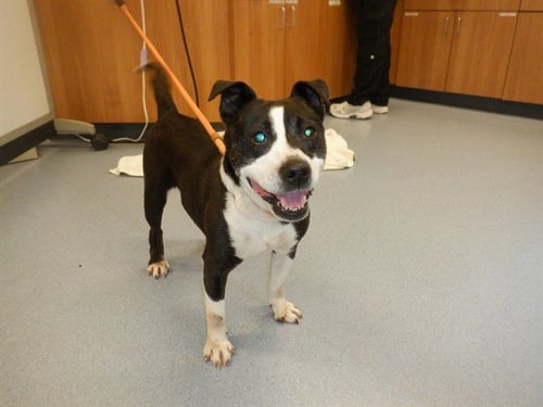 JUBILEE - Staffordshire Bull Terrier / Miniature Bull Terrier available for adoption
