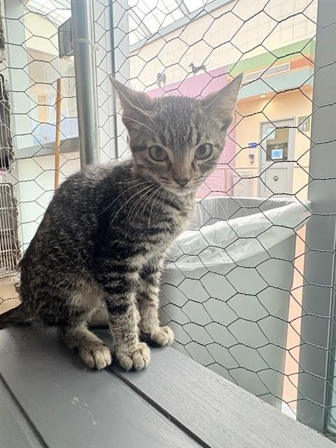 TABASCO - Domestic Short Hair available for adoption