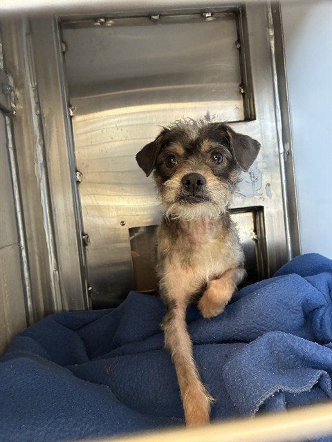 BUSTER - Rat Terrier available for adoption