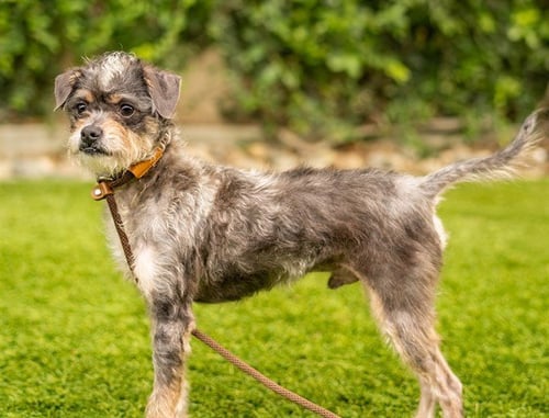BUSTER - Rat Terrier available for adoption