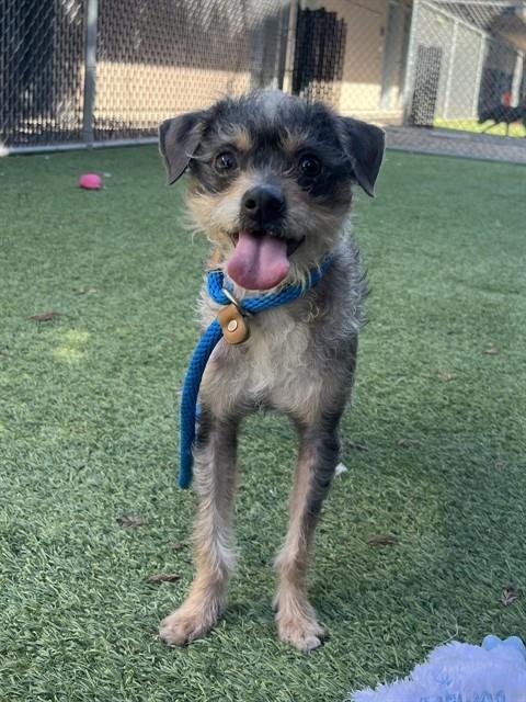 BUSTER - Rat Terrier available for adoption