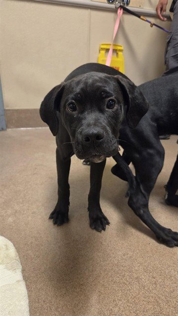 HOLLY - Cane Corso Mastiff available for adoption