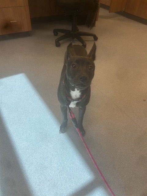 CALI - Pharaoh Hound available for adoption