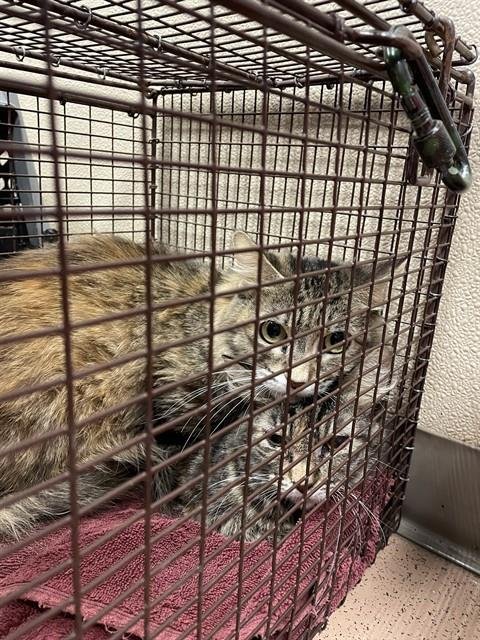 TULIP - Domestic Short Hair available for adoption