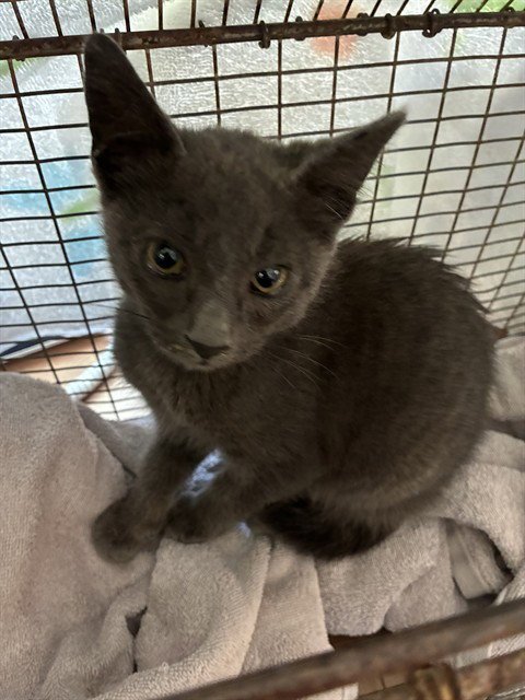 LOKI - Domestic Short Hair available for adoption