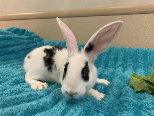 PO - Shorthaired Rabbit / French-Lop available for adoption