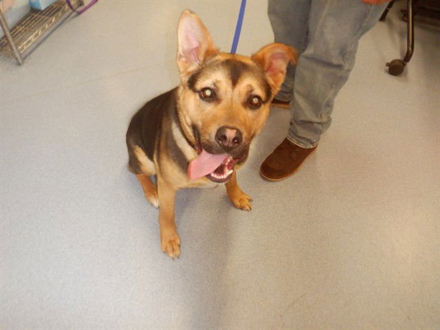 WALTER - German Shepherd Dog available for adoption