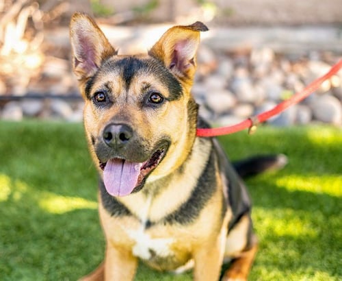 WALTER - German Shepherd Dog available for adoption