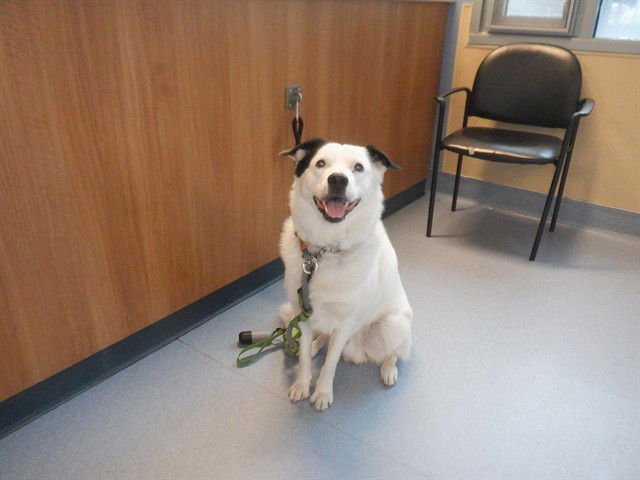 PUMPKIN PIE - Border Collie available for adoption