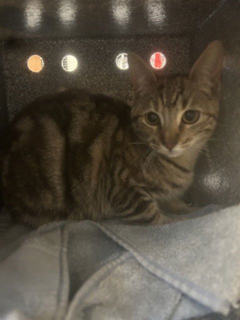 TWIGGY - Domestic Short Hair available for adoption