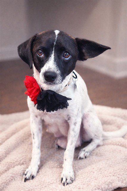 COOKIE - Chihuahua available for adoption