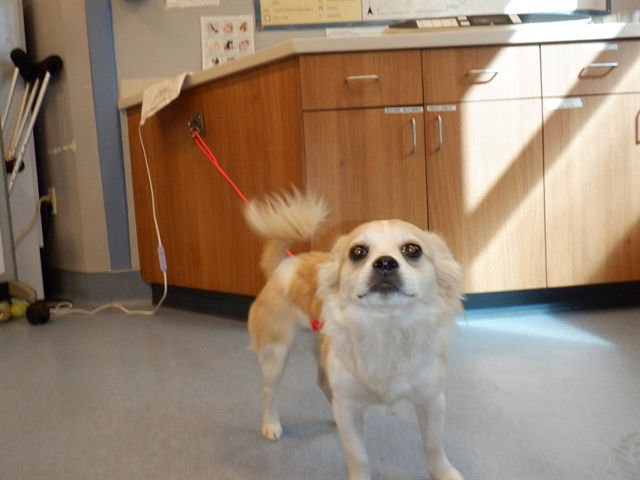 A1403670 - Chihuahua available for adoption