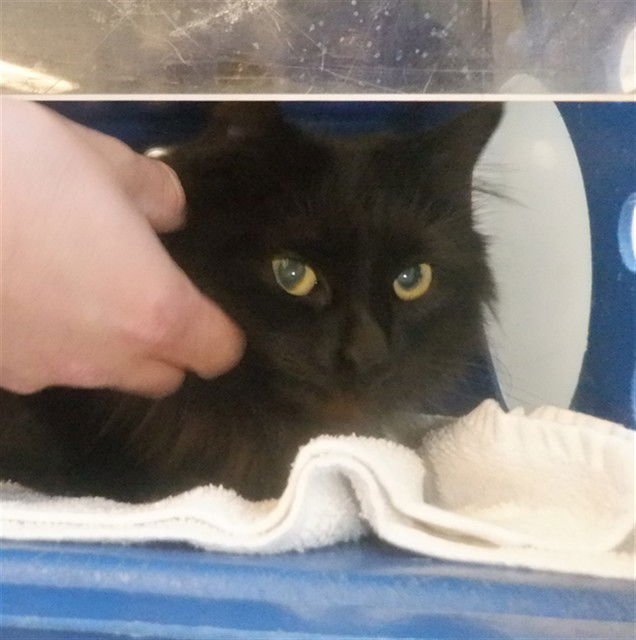 MIDNIGHT - Domestic Long Hair available for adoption