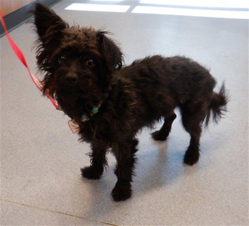 BENTLEY - Poodle (Miniature) / Miniature Schnauzer available for adoption