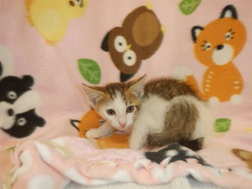 CURLY - Domestic Short Hair available for adoption