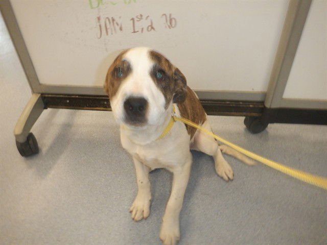 MICHONNE - Pit Bull Terrier available for adoption