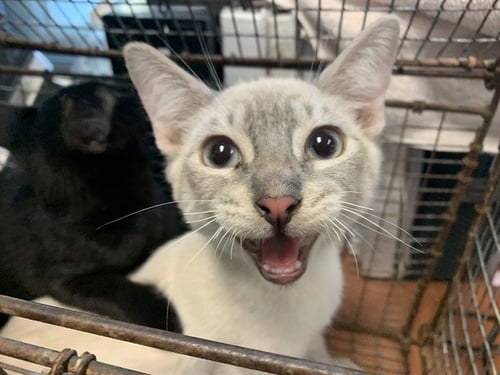BUZZ - Domestic Short Hair available for adoption