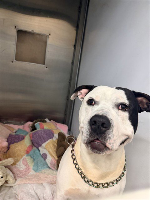 BANJO - Pit Bull Terrier available for adoption